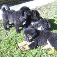 Bravura Puppies