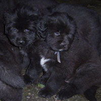 Bravura Puppies